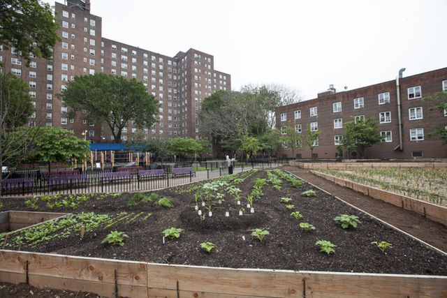 A portion of the Red Hook Urban Farm